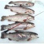14266-14266_6569db5e521cc9.02507699_udilishhe-teleskopicheskoe-zimnee-salmo-diamond-perch-tele-52-sm3_large.jpeg
